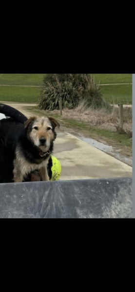 13 year Old Huntaway for adoption Carousel 2