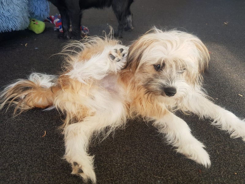Pomeranian Papillon Terrier 6mths old 4 sale. Carousel 2