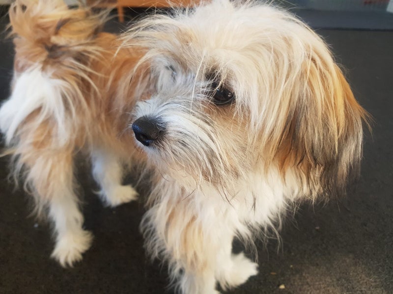 Pomeranian Papillon Terrier 6mths old 4 sale. Carousel 3