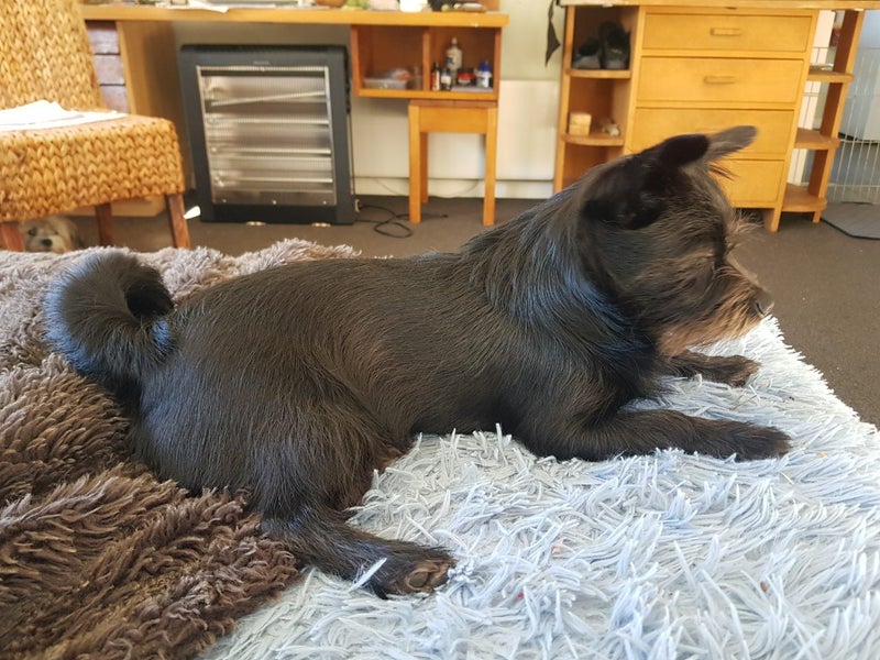 Pomeranian Papillon Terrier 6mths Carousel 2