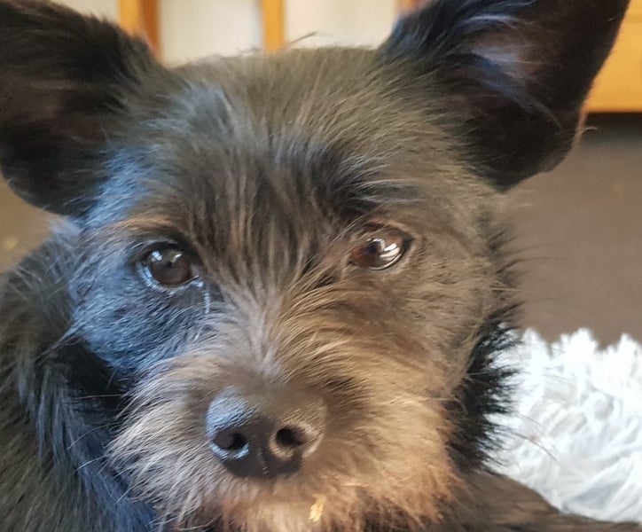 Pomeranian Papillon Terrier 6mths Carousel 3
