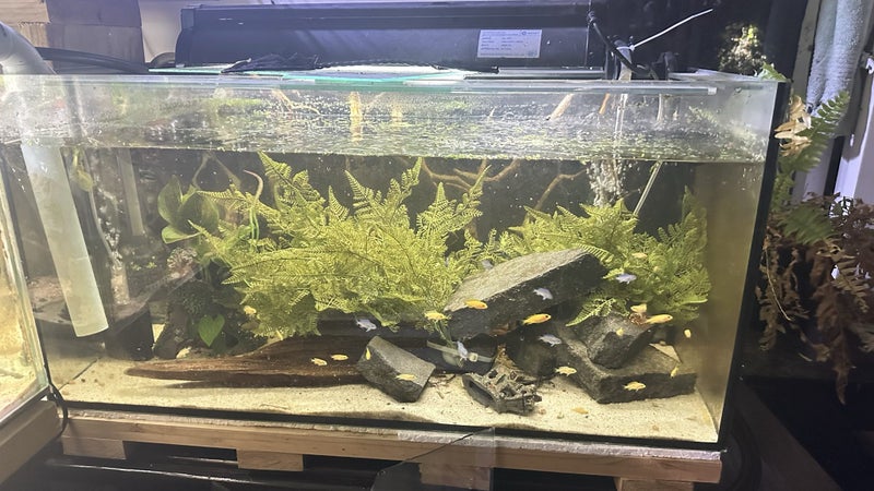 Black silicone rimless fish tank Carousel 1