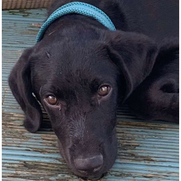 Stanley - Lab X - BOI Animal Rescue Trust Carousel 1