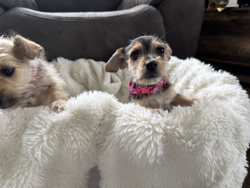 Puppies Carousel 13