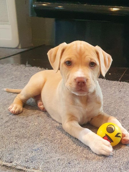 Ms Moneypenny (Ellie's Canine Rescue & Rehome) Carousel 1