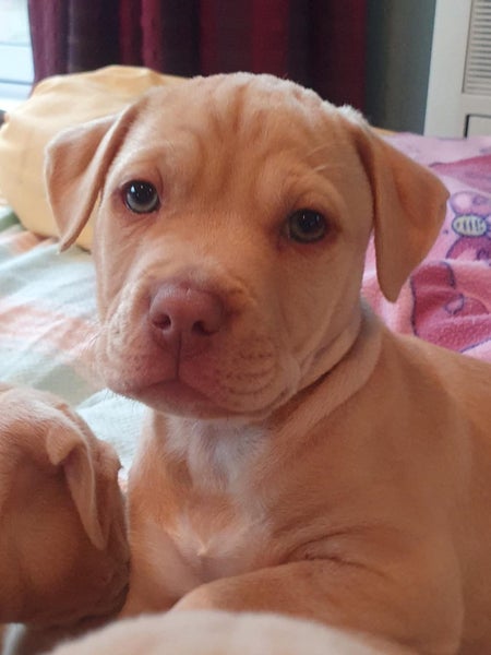 Oski (Ellie's Canine Rescue & Rehome) Carousel 1