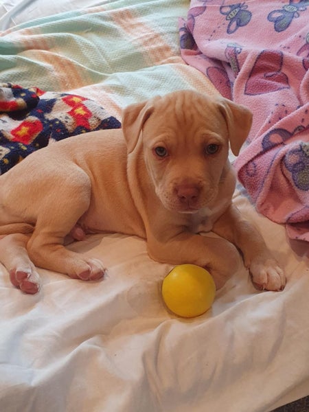 Oski (Ellie's Canine Rescue & Rehome) Carousel 2