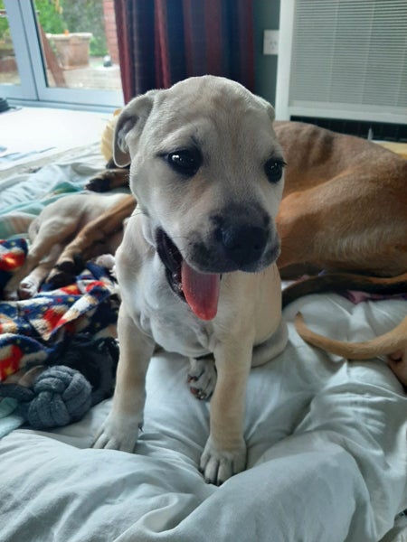 Nikolai (Ellie's Canine Rescue & Rehome) Carousel 2