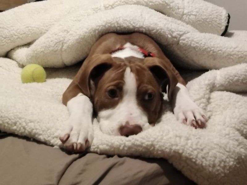 Sandy (Ellie's Canine Rescue & Rehome) Carousel 1
