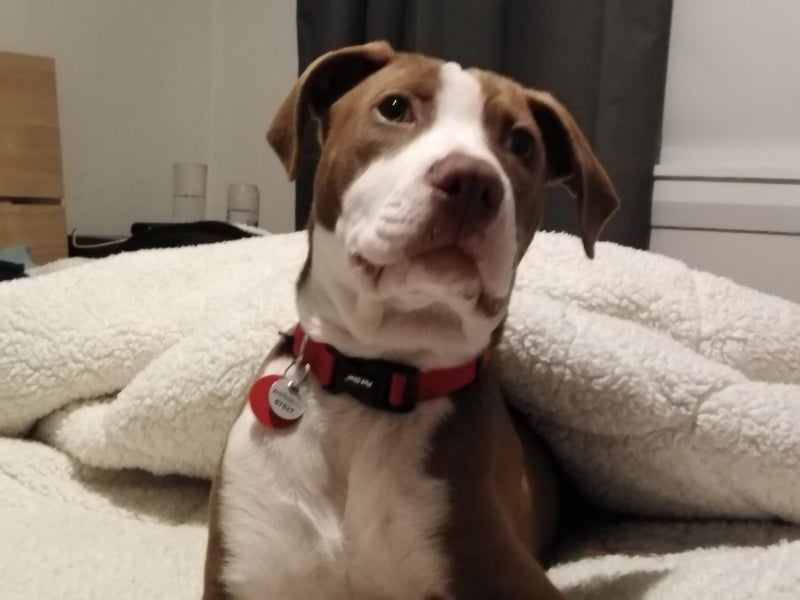 Sandy (Ellie's Canine Rescue & Rehome) Carousel 2