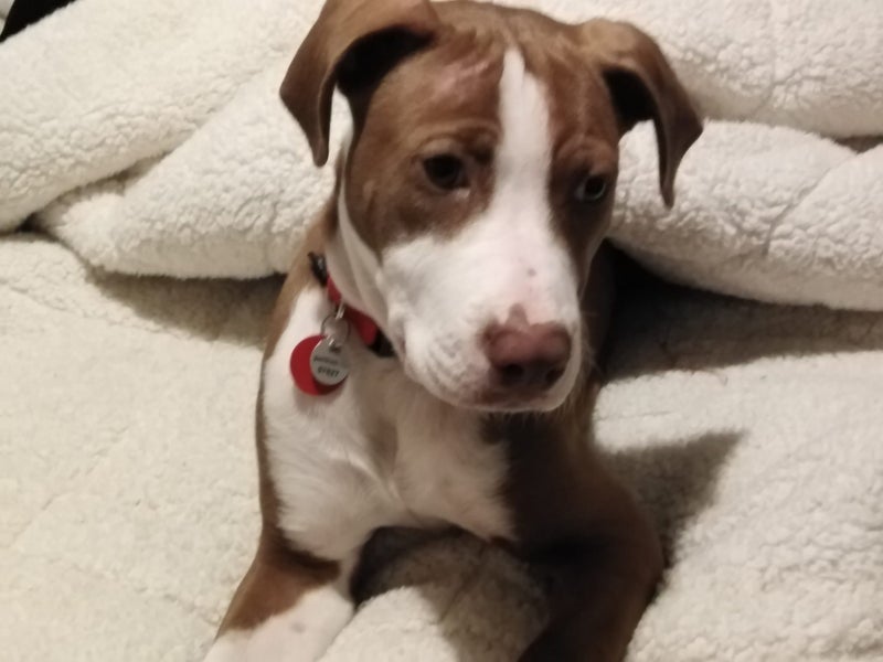 Sandy (Ellie's Canine Rescue & Rehome) Carousel 4