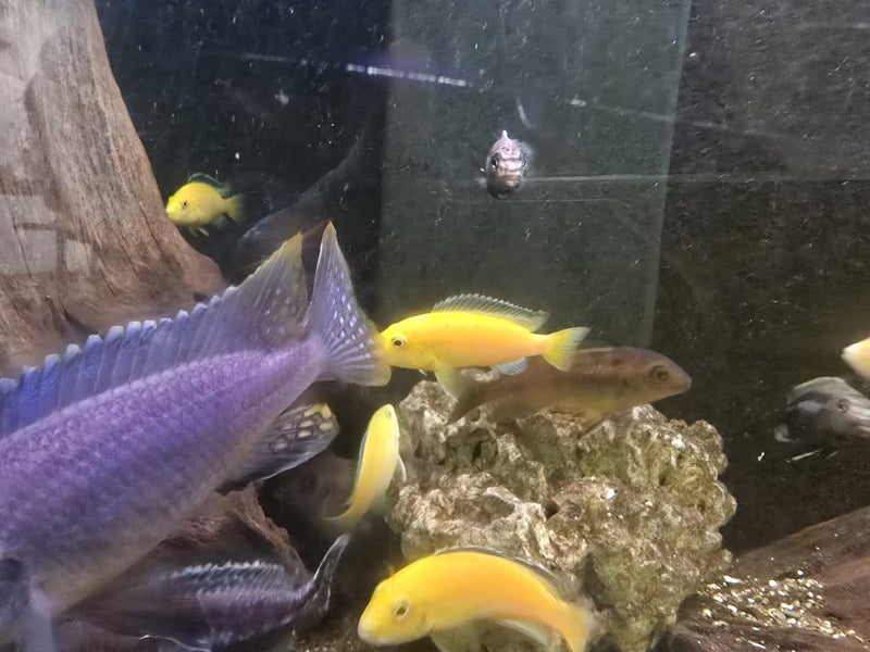 400l Fish tank with fish Carousel 2