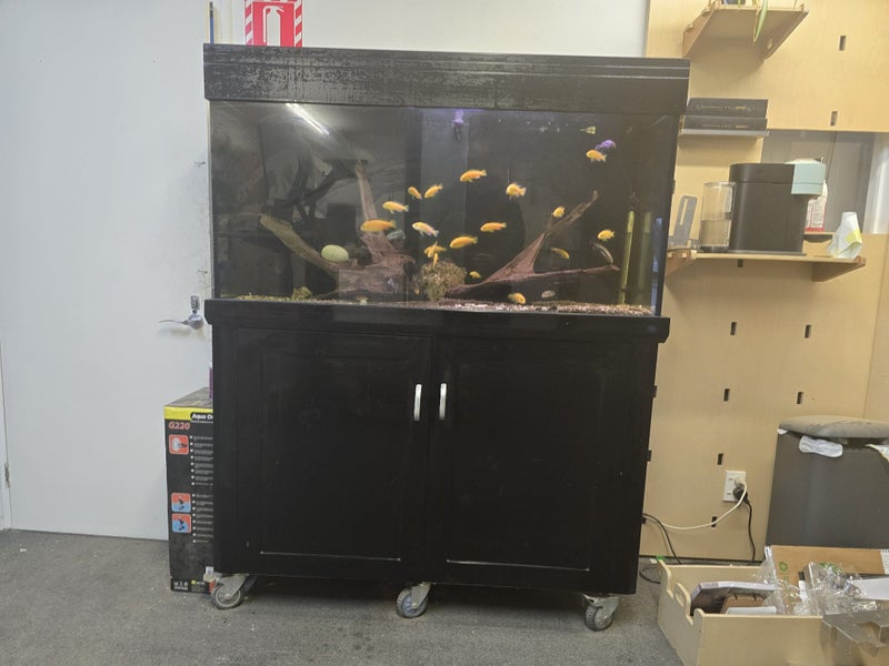 400l Fish tank with fish Carousel 1