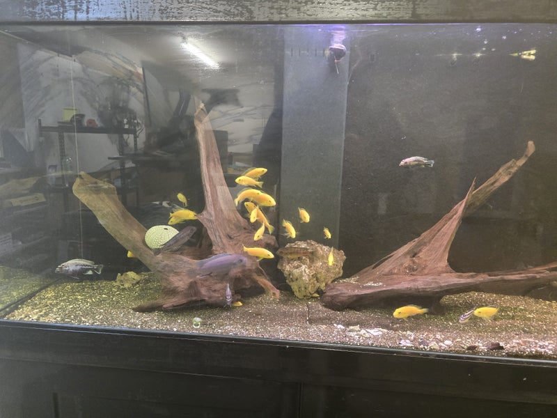 400l Fish tank with fish Carousel 13