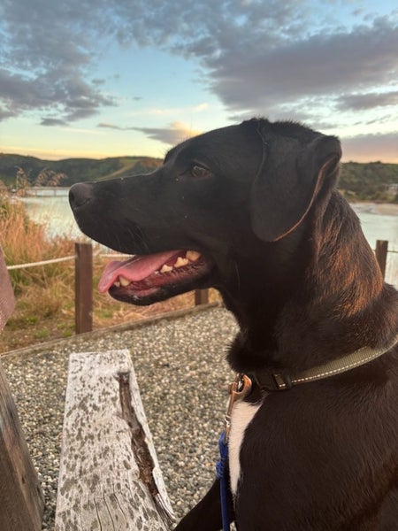 Athletic Lab x male dog Carousel 1