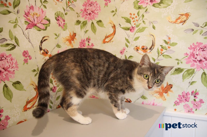 LONELY MIAOW CAT - FAITH Carousel 1