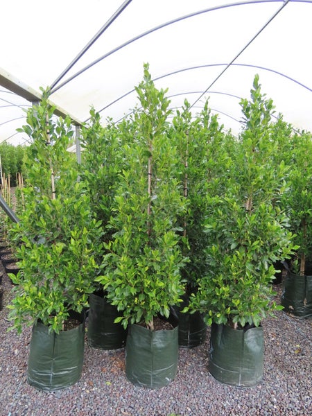 Ficus Tuffy/Tuffi - XL grade ! Carousel 1
