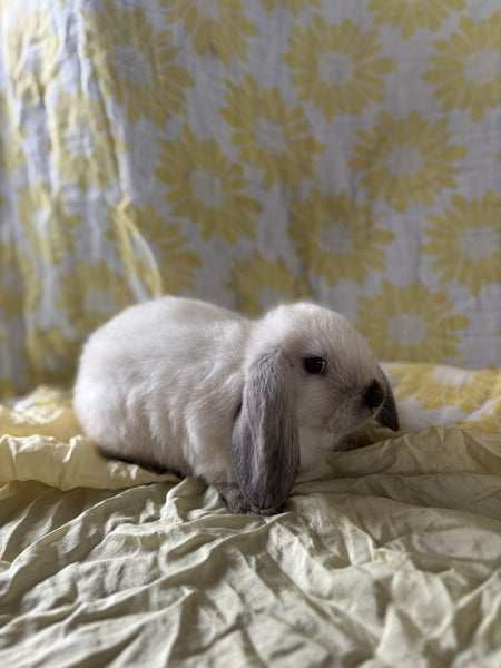 Minilop Bunnies Carousel 1