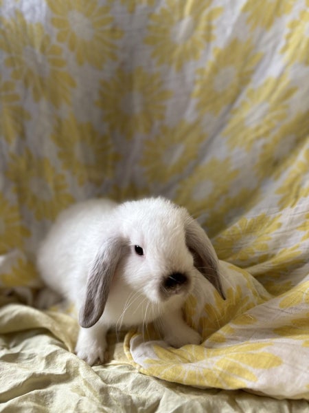 Minilop Bunnies Carousel 5