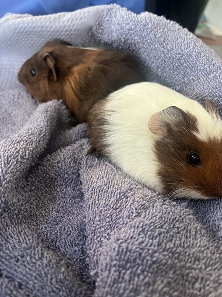 Guinea Pig Babies Carousel 2