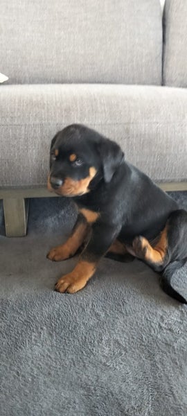 Purebred Rottweiler puppies Carousel 19