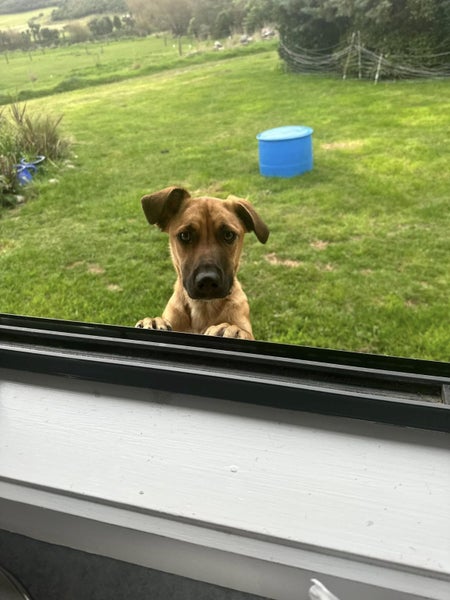Leia (Ellie's Canine Rescue & Rehome) Carousel 1