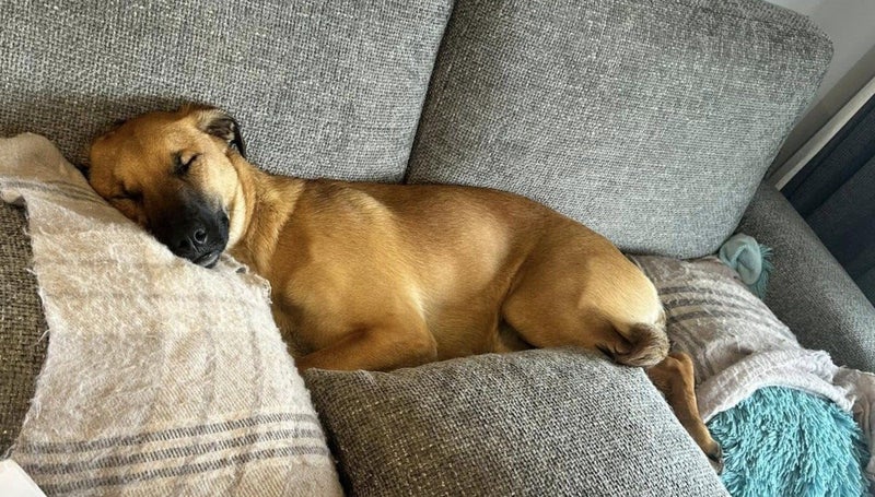 Leia (Ellie's Canine Rescue & Rehome) Carousel 2