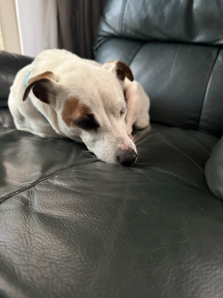 Jack Russel For Sale (5yrs) Purebred Carousel 1