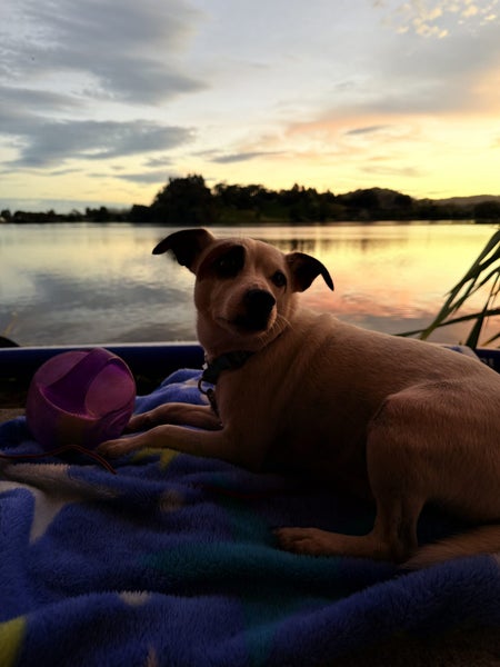 Jack Russel For Sale (5yrs) Purebred Carousel 3