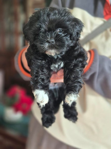 Puppies Carousel 2