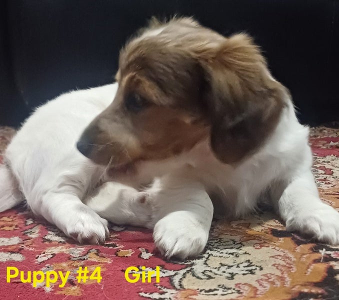 Dachshund x Jack Russell puppies Carousel 6