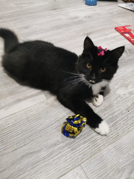 PERCY- KITTEN AVAILABLE FOR ADOPTION - PET WHISPERER RESCUE Carousel 2