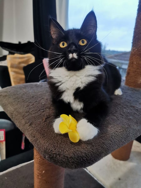 PERCY- KITTEN AVAILABLE FOR ADOPTION - PET WHISPERER RESCUE Carousel 1