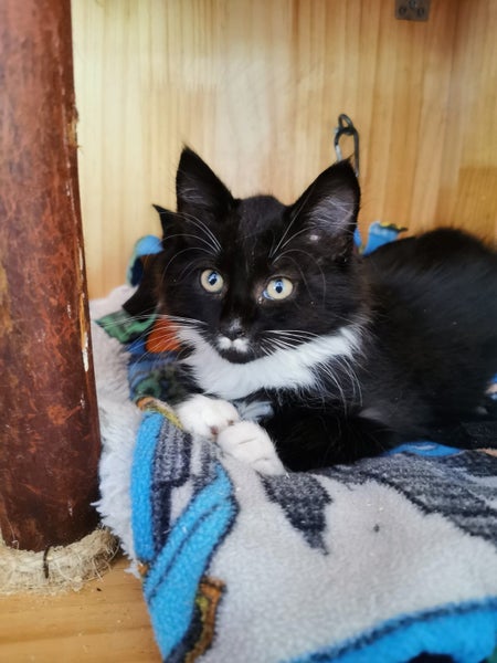 PERCY- KITTEN AVAILABLE FOR ADOPTION - PET WHISPERER RESCUE Carousel 7