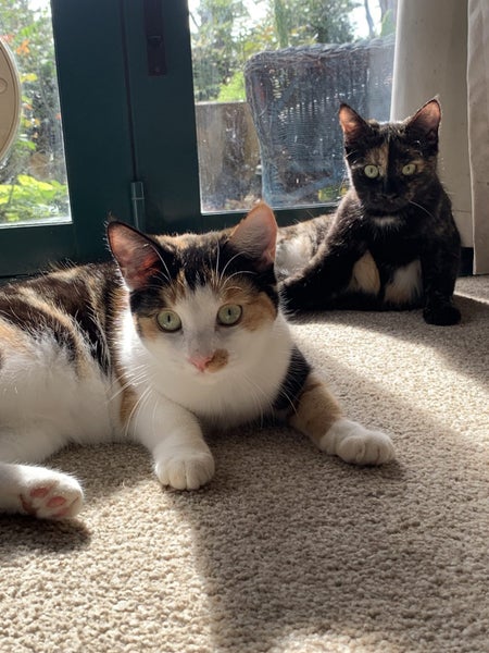 SUGAR,CINNAMON & NUTMEG - AVAILABLE FOR ADOPTION - PET WHISPERER RESCUE Carousel 2