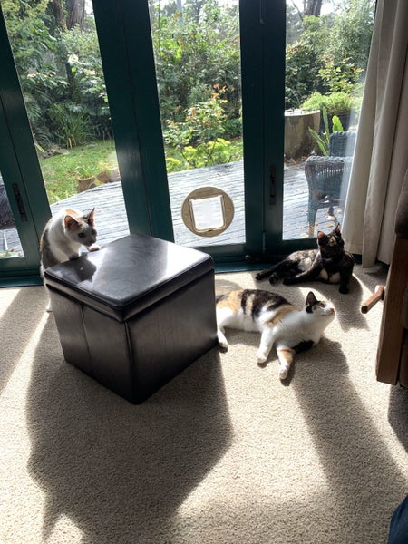 SUGAR,CINNAMON & NUTMEG - AVAILABLE FOR ADOPTION - PET WHISPERER RESCUE Carousel 1
