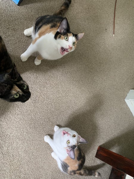 SUGAR,CINNAMON & NUTMEG - AVAILABLE FOR ADOPTION - PET WHISPERER RESCUE Carousel 8