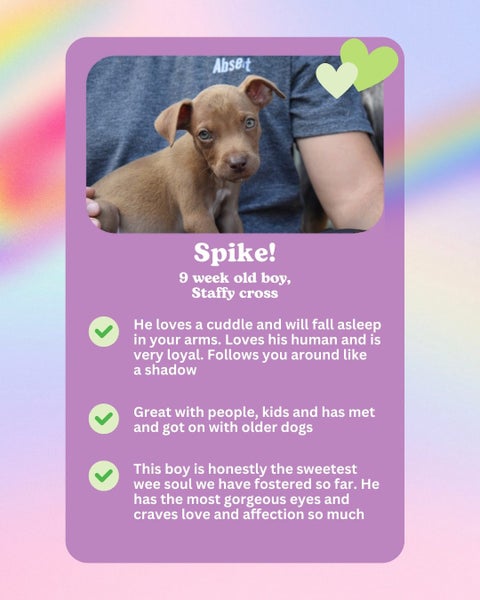 Auckland Puppy Rescue - SPIKE Carousel 2
