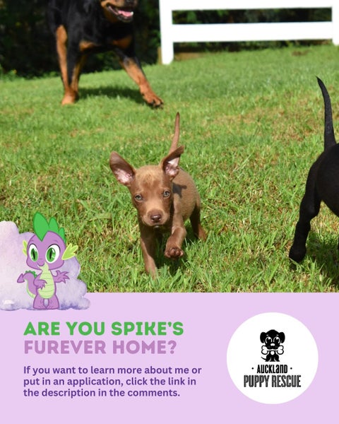 Auckland Puppy Rescue - SPIKE Carousel 9