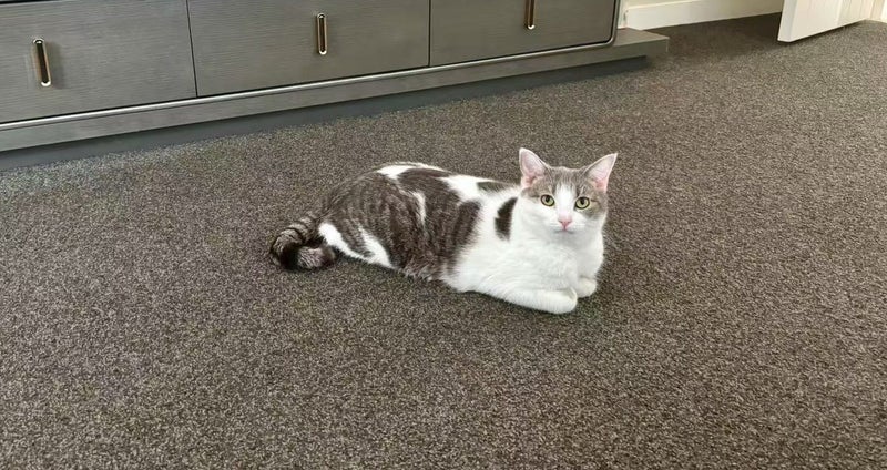 Domestic Short Hair Female Cat Looking For Loving Home Carousel 1