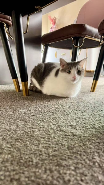 Domestic Short Hair Female Cat Looking For Loving Home Carousel 2