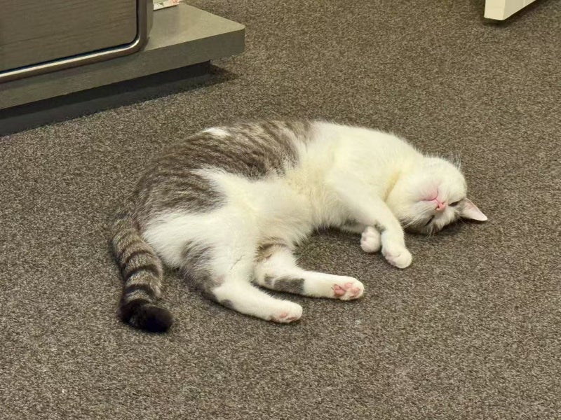 Domestic Short Hair Female Cat Looking For Loving Home Carousel 3
