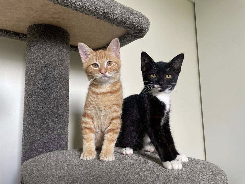 2 Rescue Kittens Remy & Maisie Carousel 1