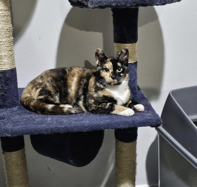 Rescue cat Jessie Carousel 2