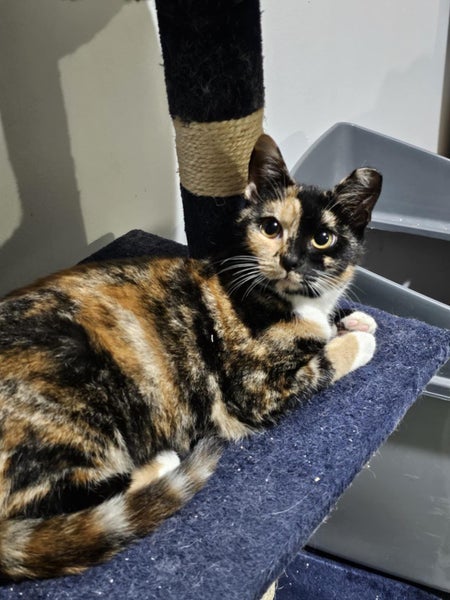 Rescue cat Jessie Carousel 1