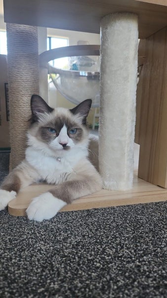 Ragdoll boy Carousel 2