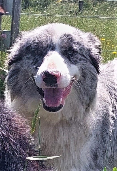Sweet Border Collie Carousel 3