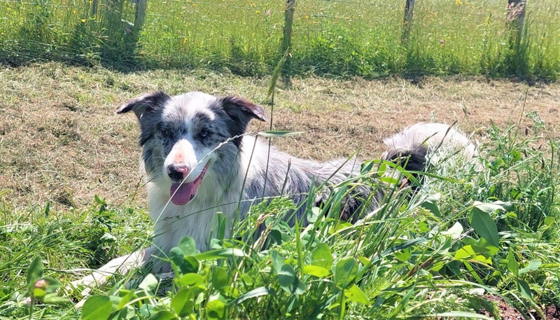 Sweet Border Collie Carousel 2