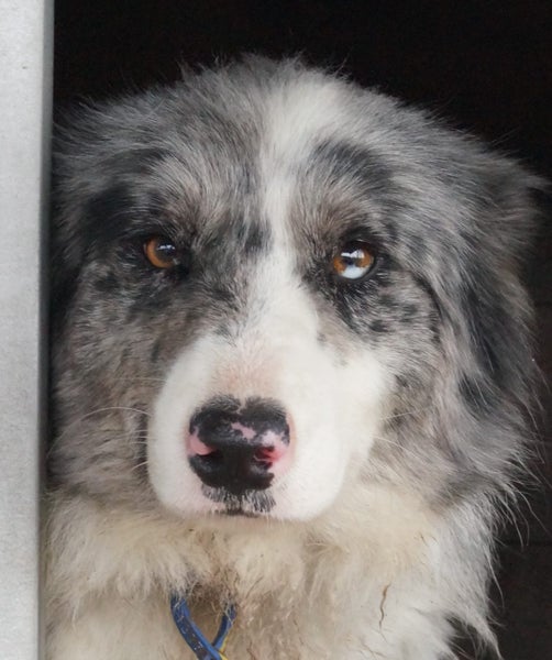 Sweet Border Collie Carousel 1