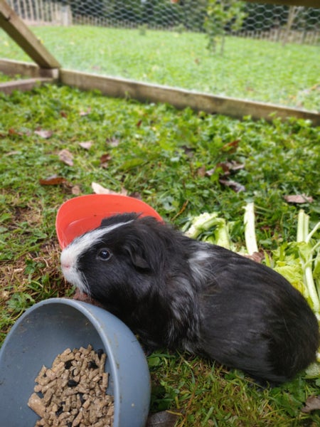 ~FREE Gorgeous Male Guinea Pig~ Carousel 2